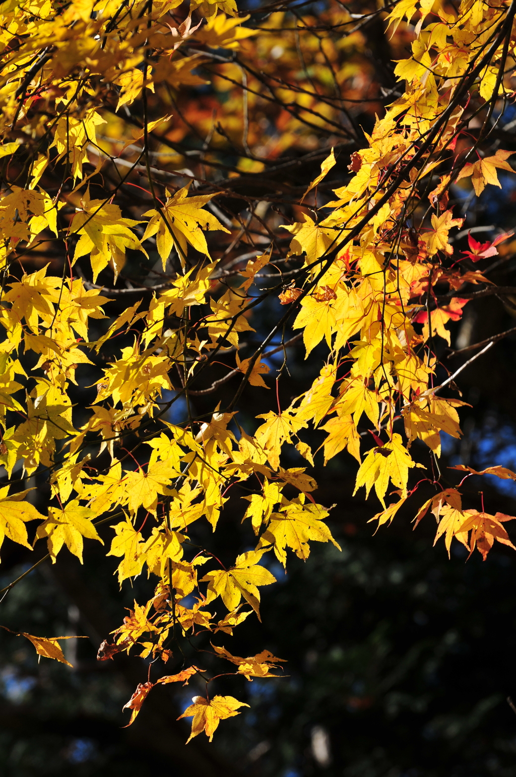 紅葉ラインで見つけた秋　その1