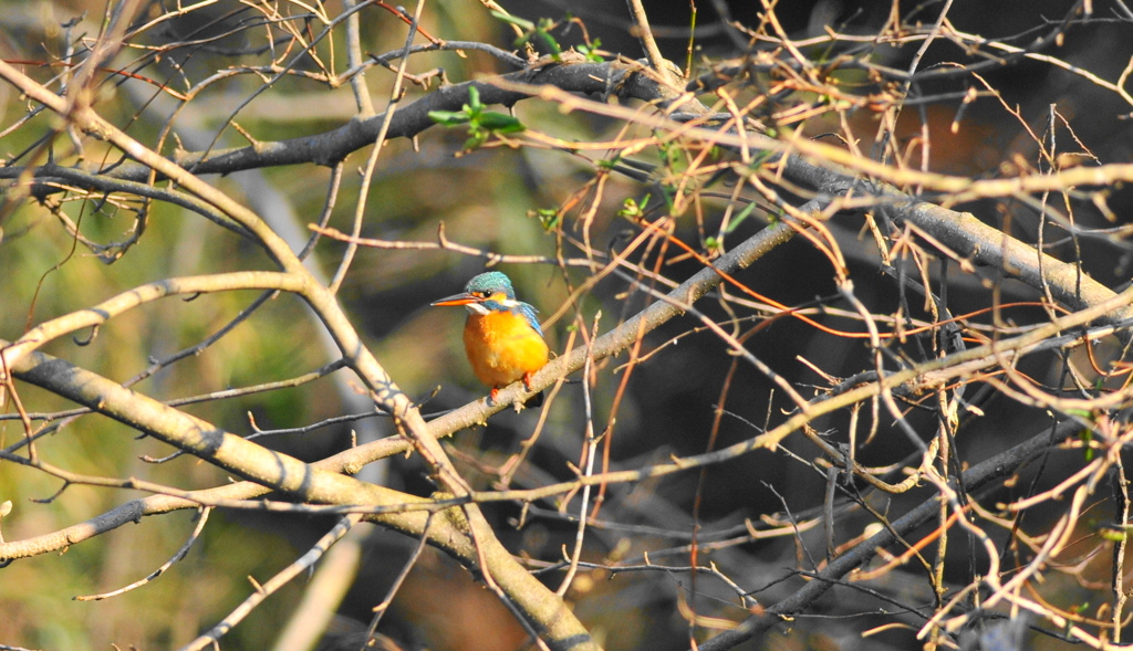 令和2年初のカワセミ