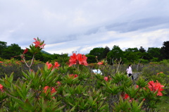 高原でレンゲツツジを