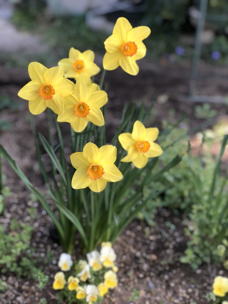 水仙開花