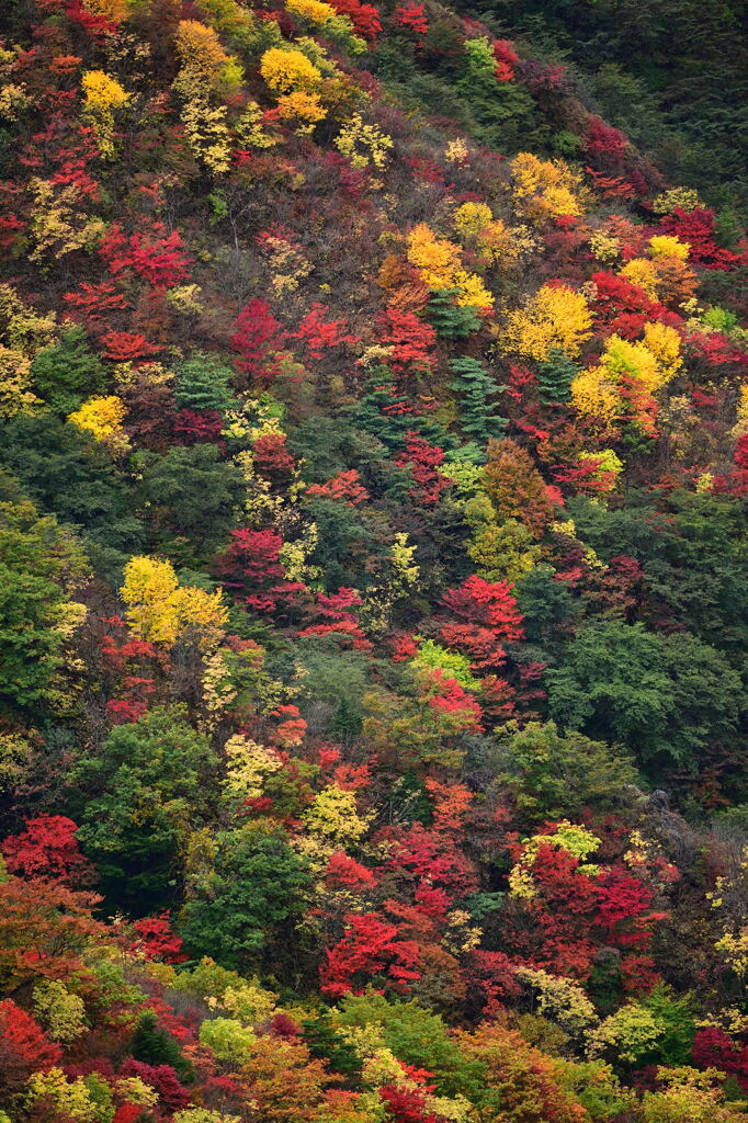 紅葉狩り③