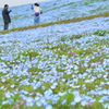 咲き始めの頃に