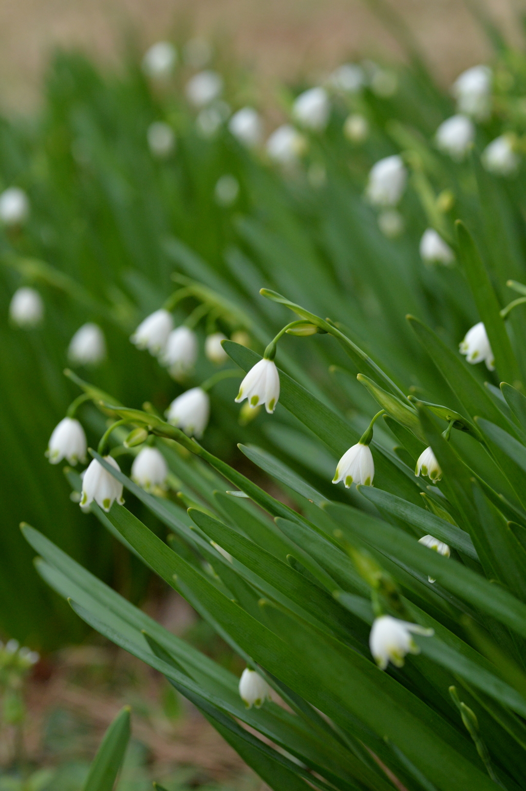 スズランスイセン