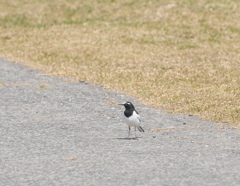 風が強くて飛べないよ