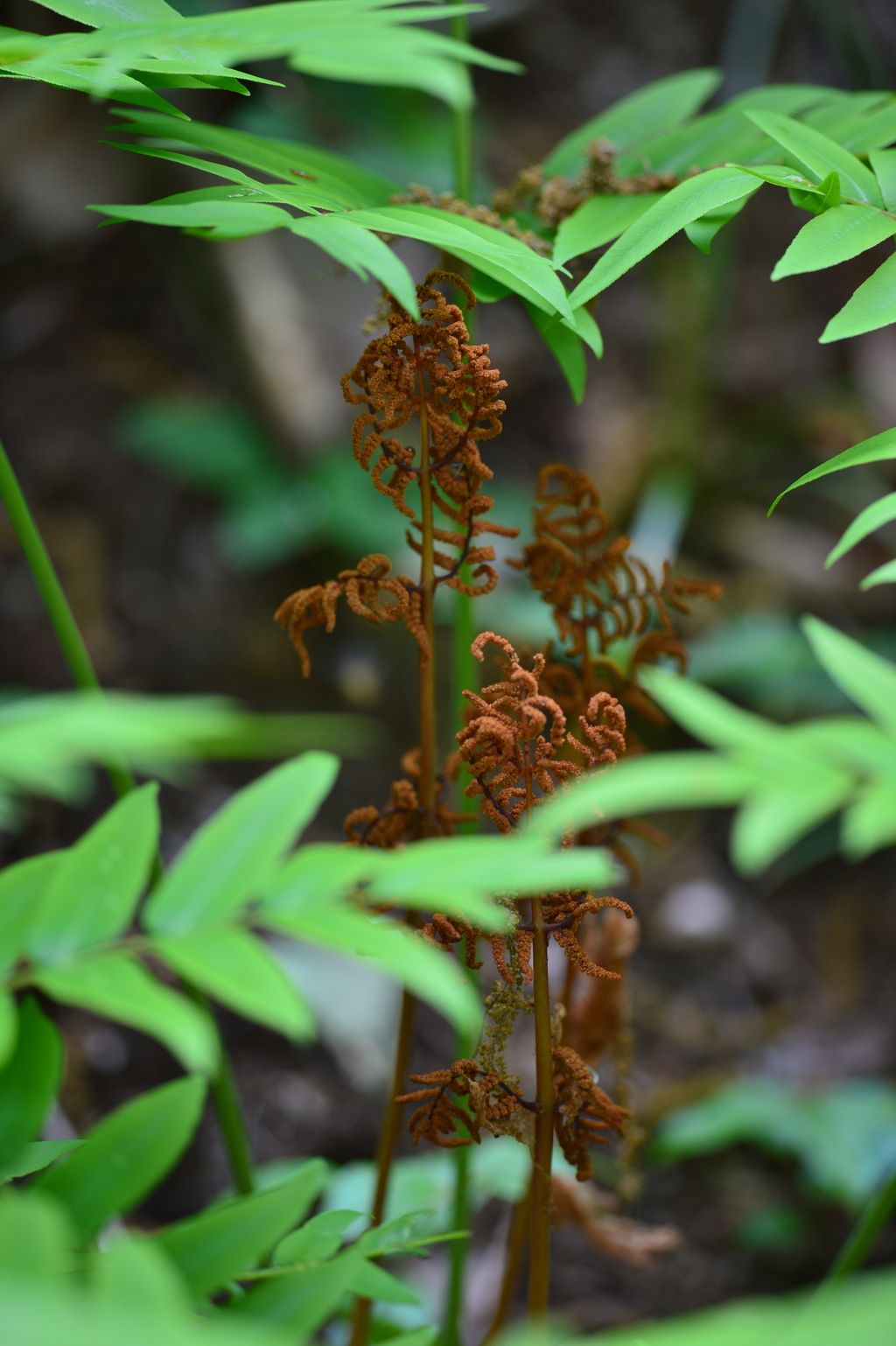 シダの芽吹き