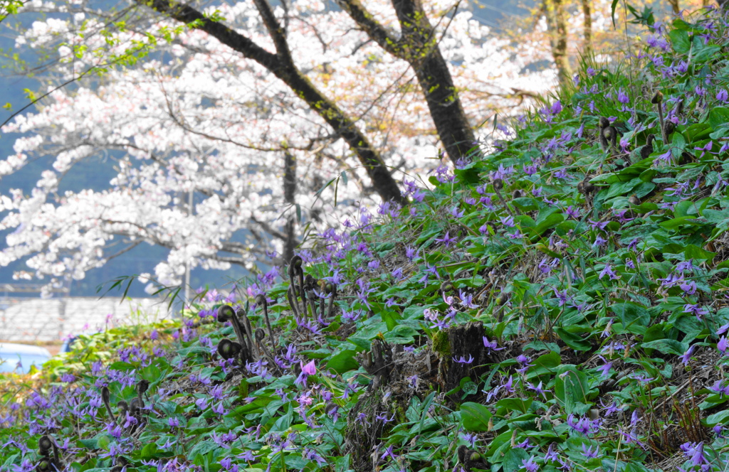カタクリの群生に桜を見る