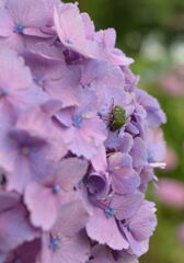 紫陽花にハナムグリ