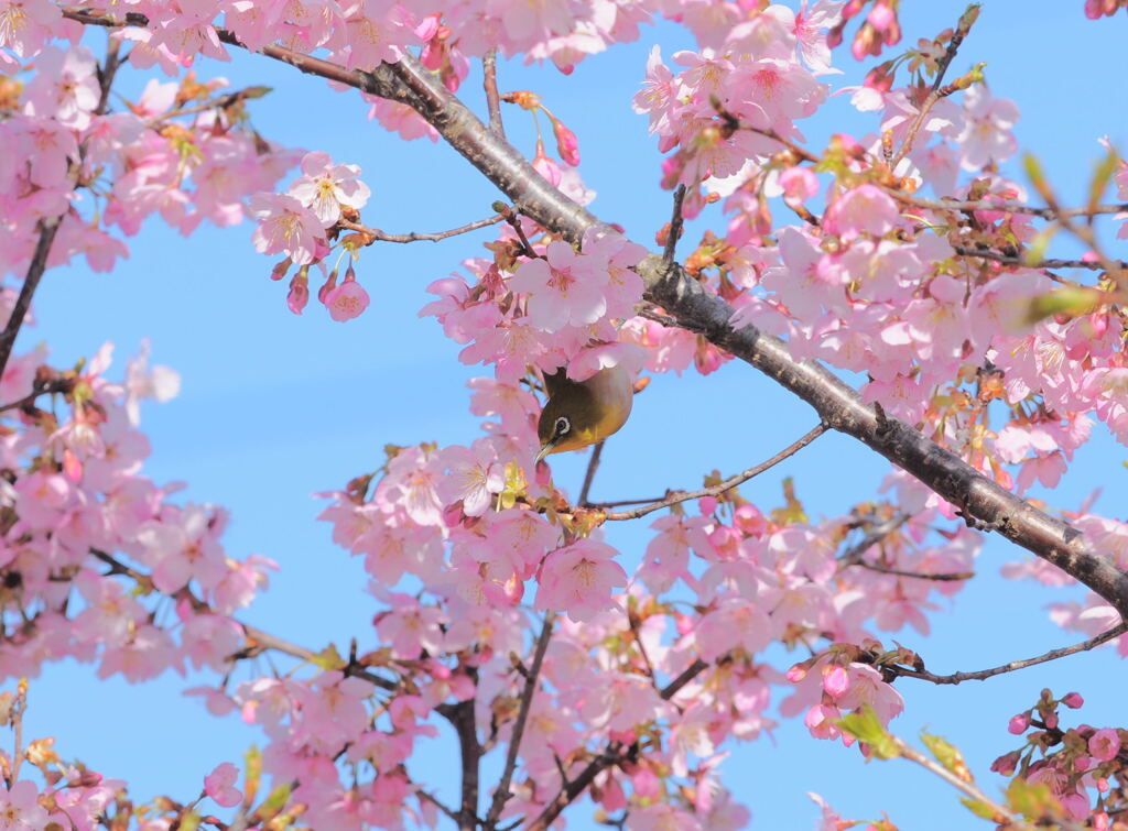 やっと撮れた桜とメジロちゃん