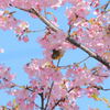 やっと撮れた桜とメジロちゃん