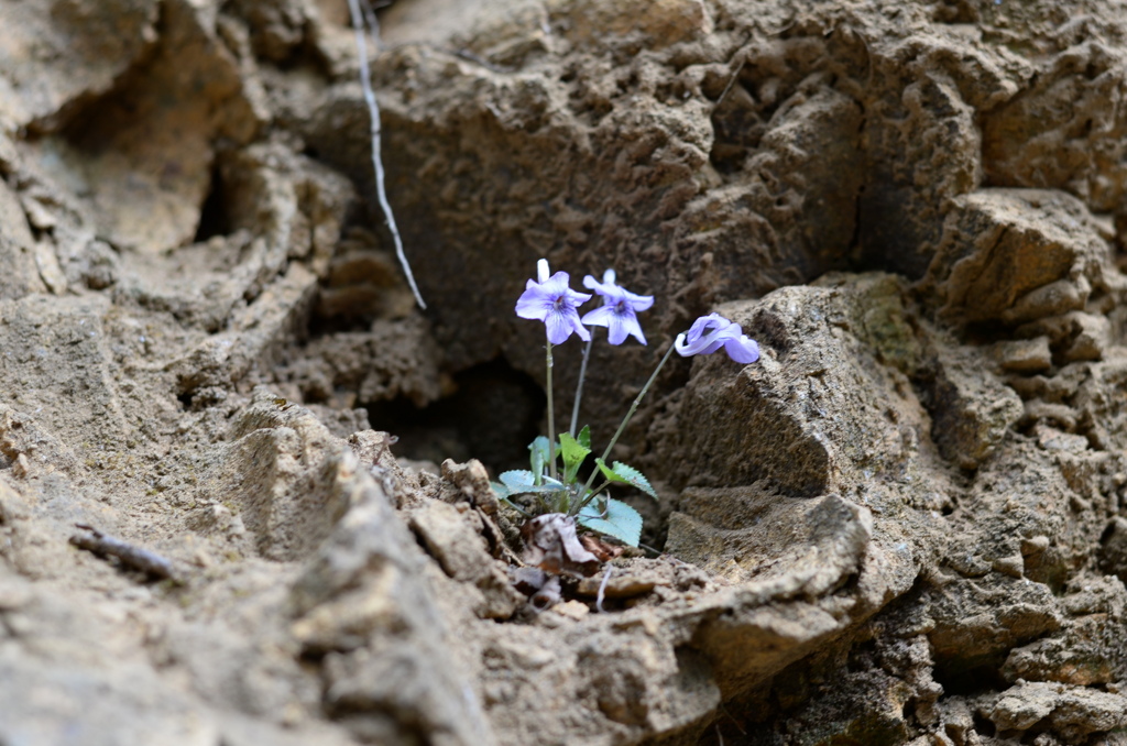 岩場で見つけた独り花