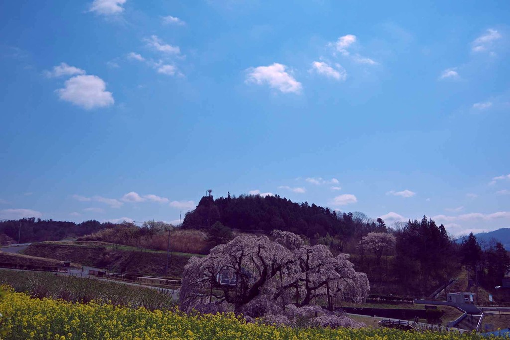 滝桜