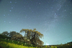 滝桜星景