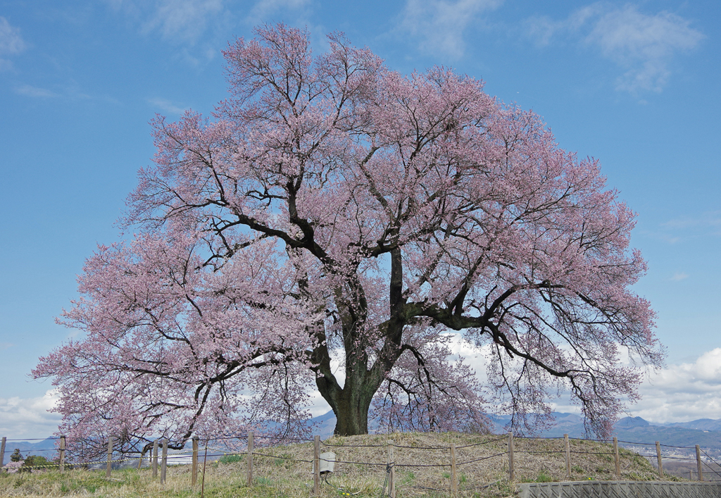ワニ塚の一本桜