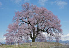 ワニ塚の一本桜