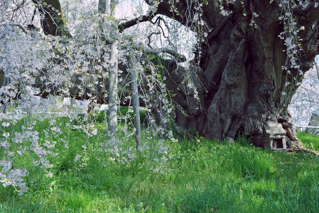 滝桜の根元