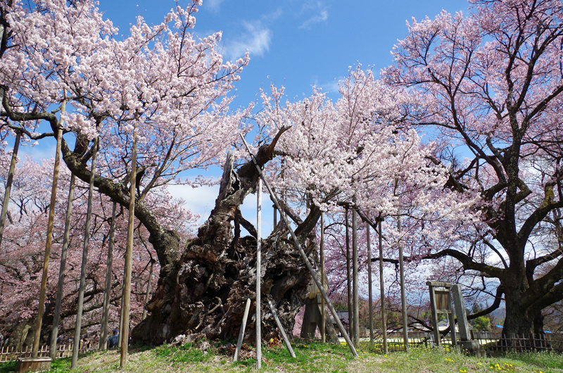 山高神代桜