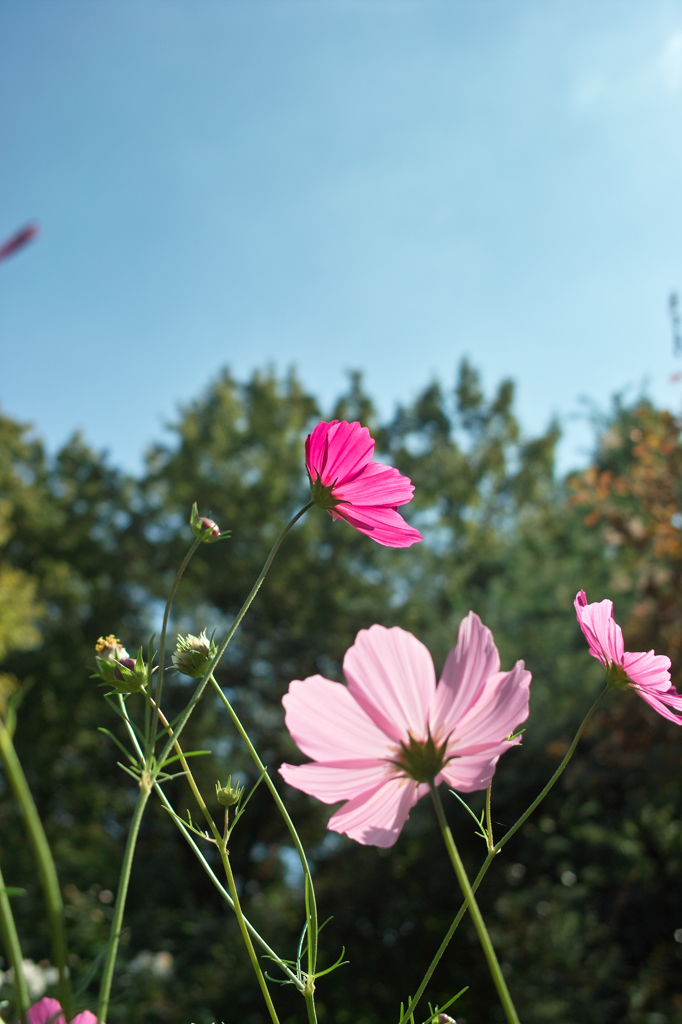 秋桜