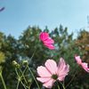 秋桜