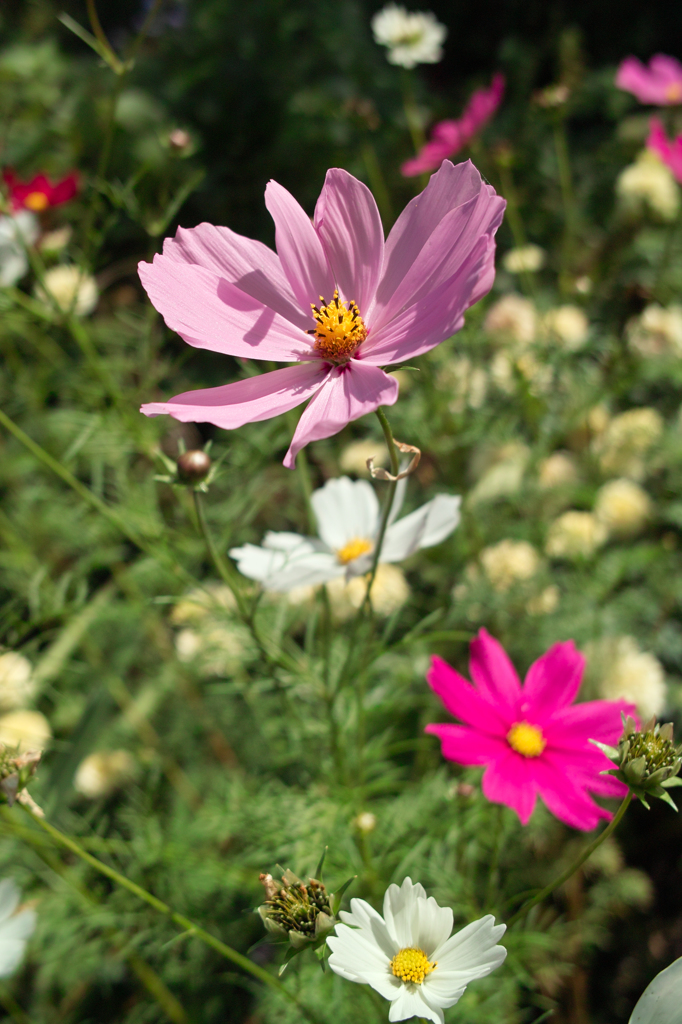 秋桜