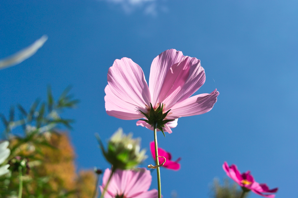 秋桜