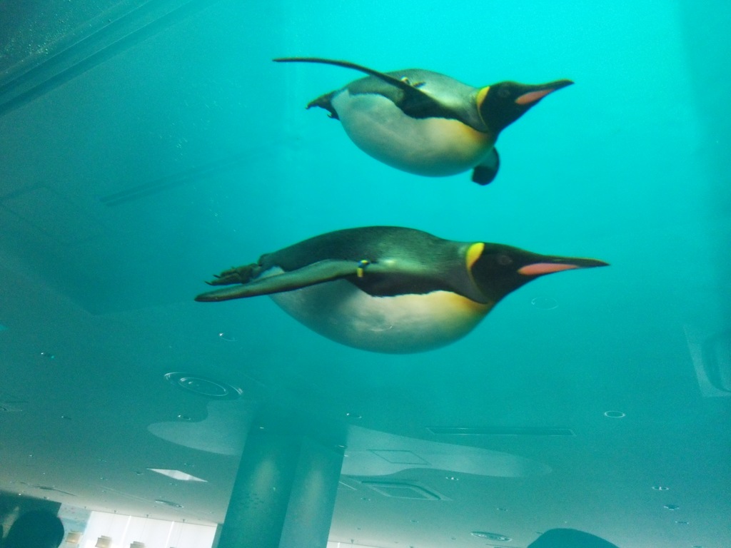 penguin