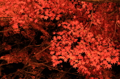 紅
