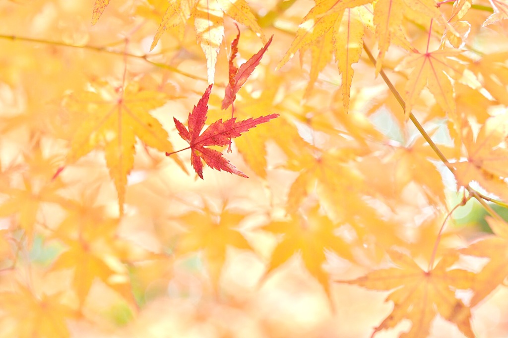 もみじ
