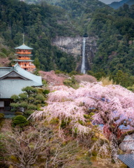 山に訪れた春