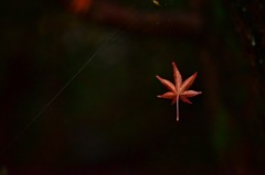 蜘蛛の糸
