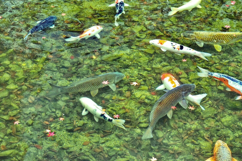 永観堂の池