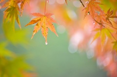 雨のもみじ