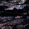 丸山千枚田の朝