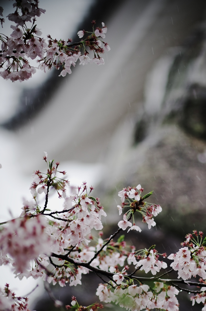 雨の桜