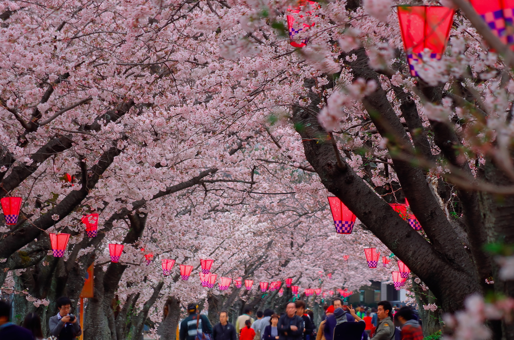 鈴鹿さくら祭り