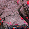 鈴鹿さくら祭り