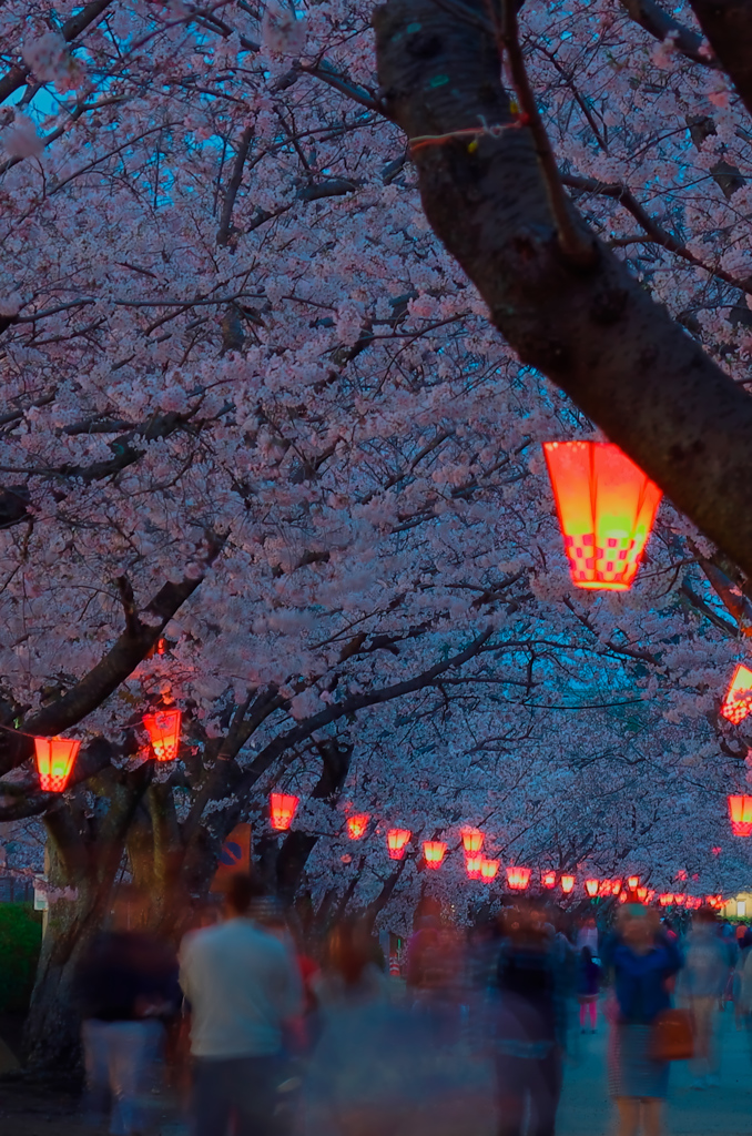 夜桜