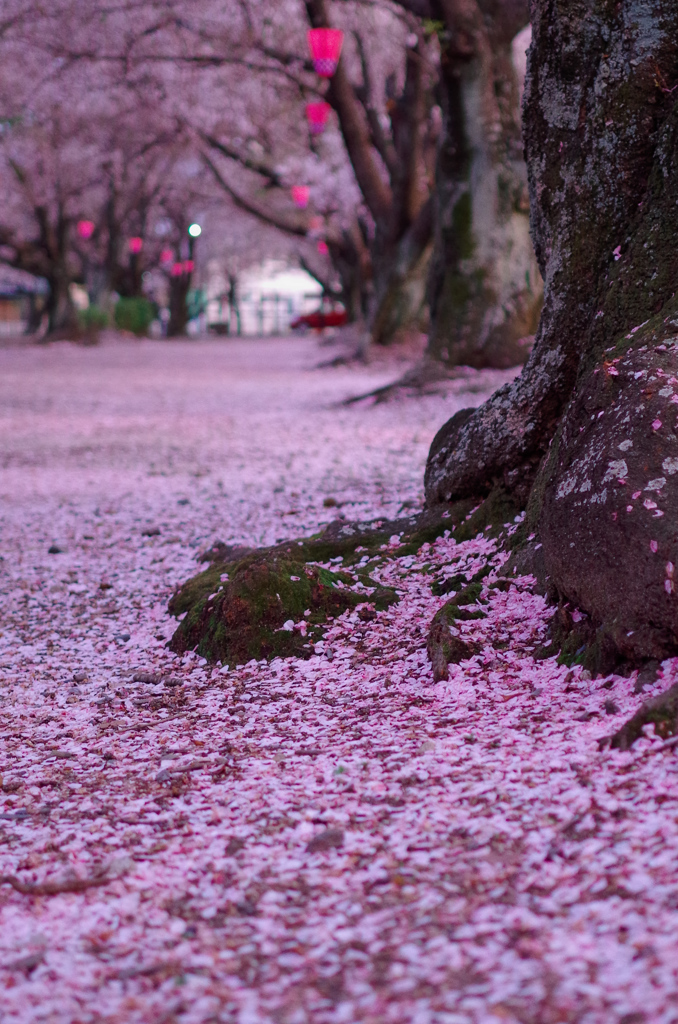 桜の道