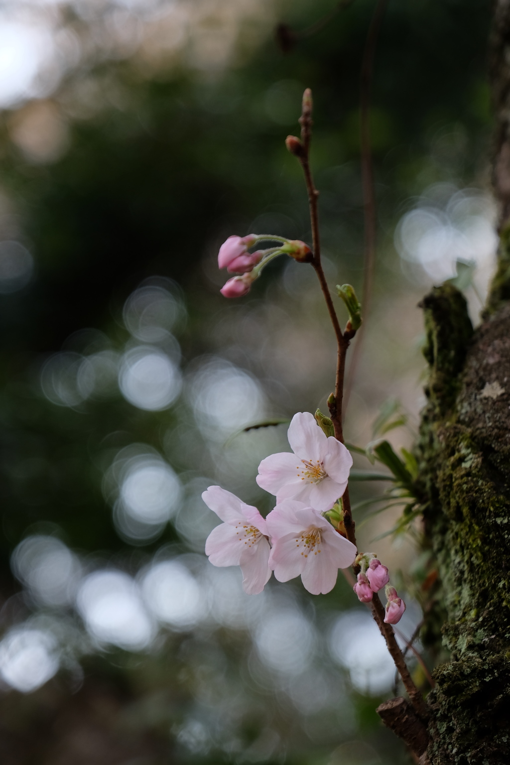 芽吹き