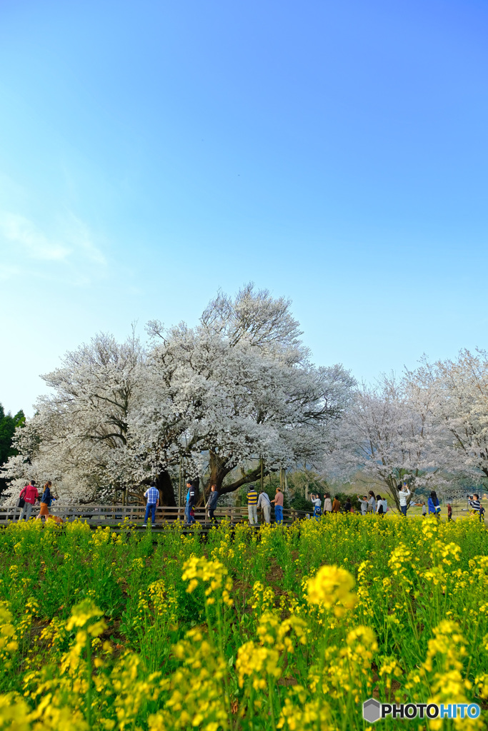 一心行の大桜2
