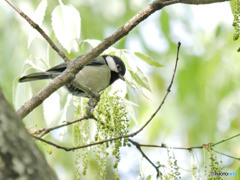シジュウカラ