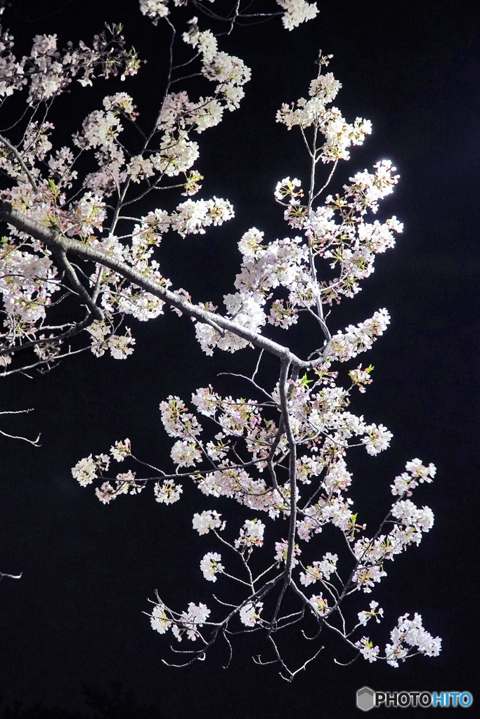 夜桜2