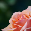 薔薇1