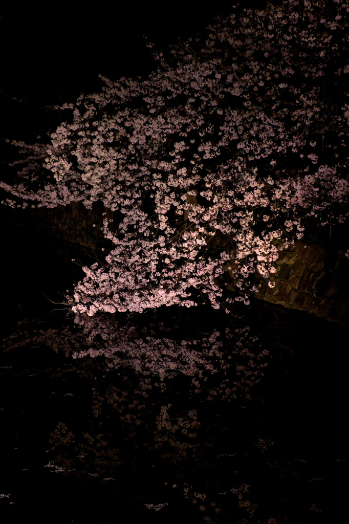 水面に映る夜桜