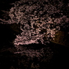水面に映る夜桜