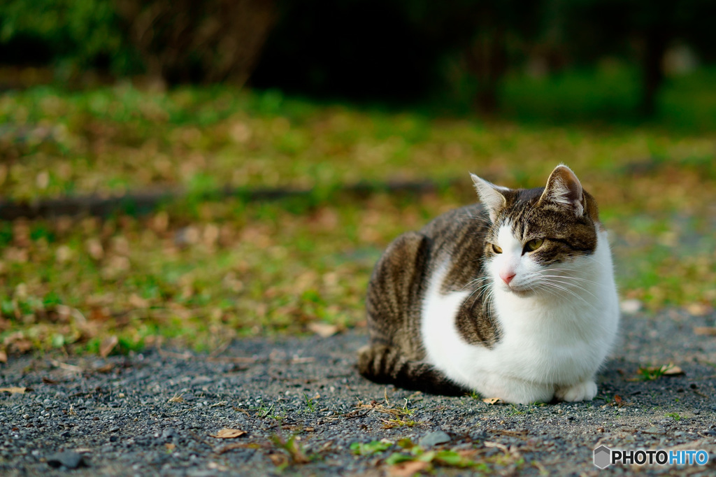 ねこ