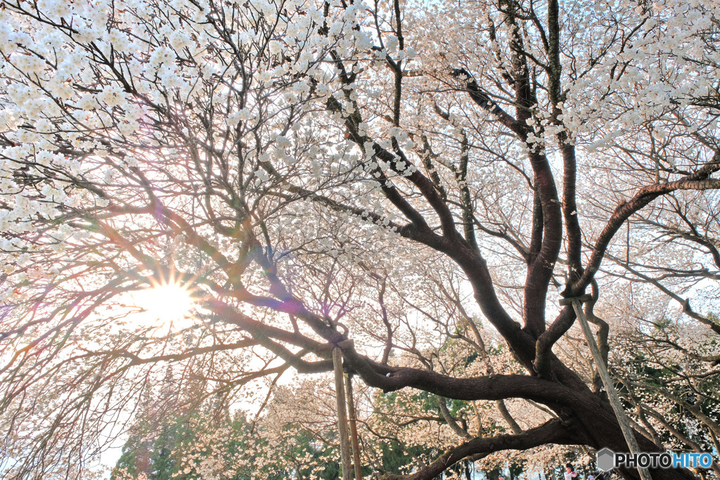 一心行の大桜3