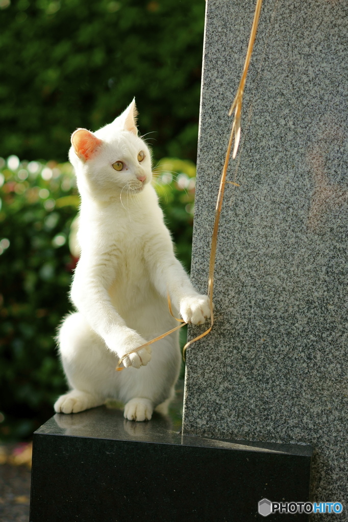 ねこ3