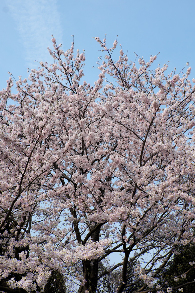 桜満開3