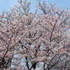 桜満開3