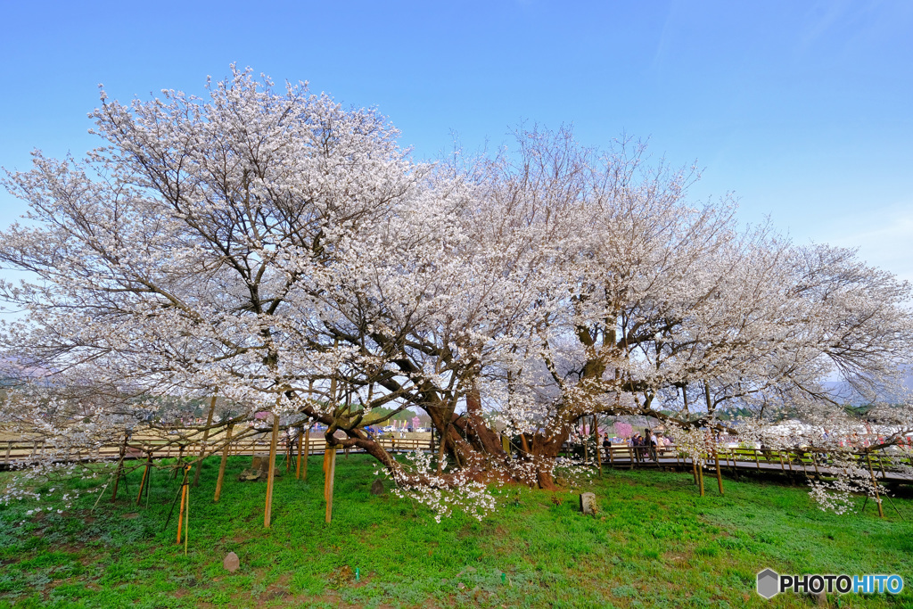 一心行の大桜4